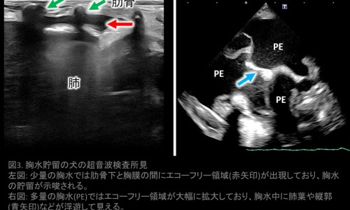 孕妇尿蛋白-怀孕尿蛋白高对胎儿有影响吗-孕34周尿蛋白4,中国怀孕期间尿蛋白4个加号网站